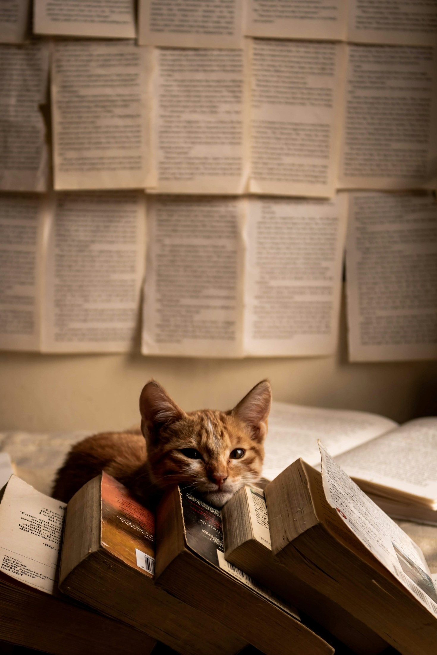 Come un piccolo gatto randagio ha conquistato il nostro quartiere